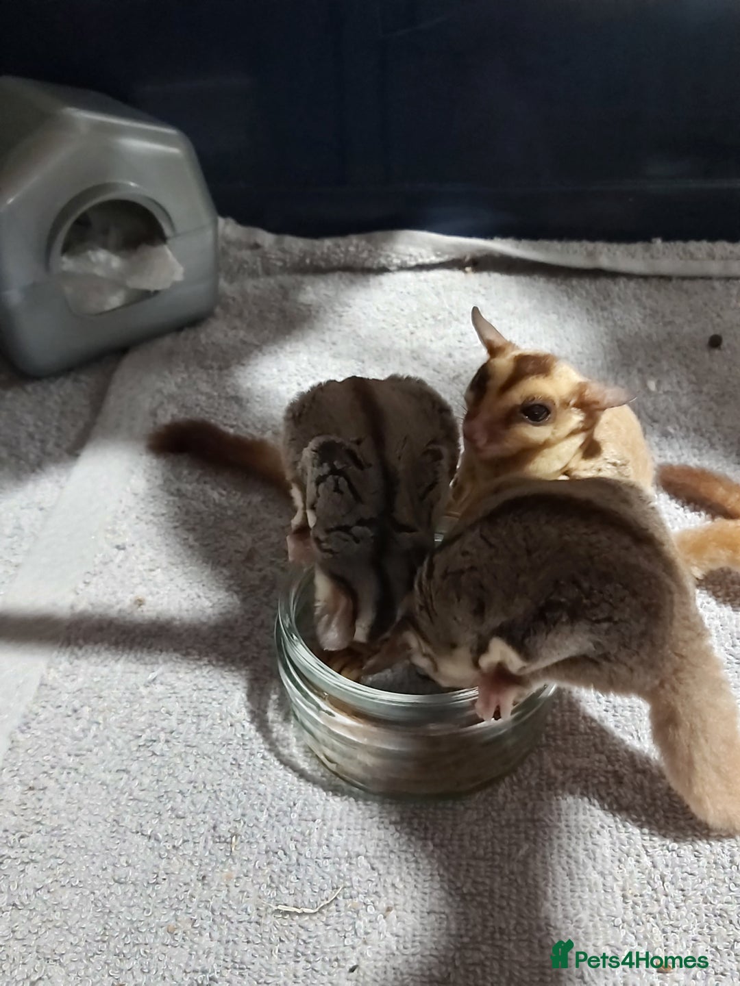 Sugar Glider rodents for sale: 3 sugar gliders and full set up - Advert 7