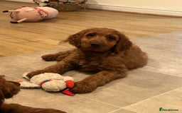 Irish Doodle dogs for sale: Irish doodles - Image 37