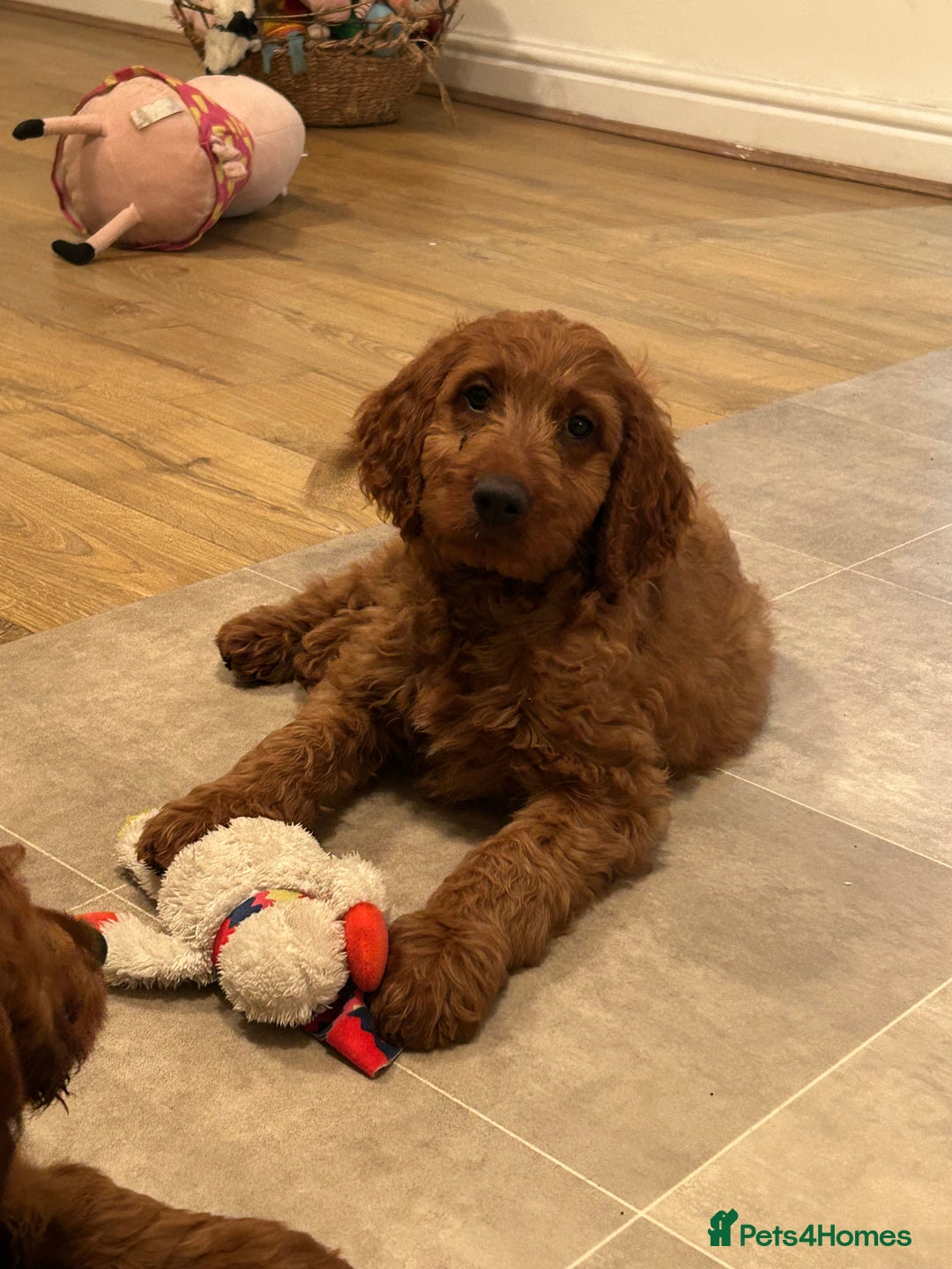 Irish Doodle dogs for sale: Irish doodles - Image 37