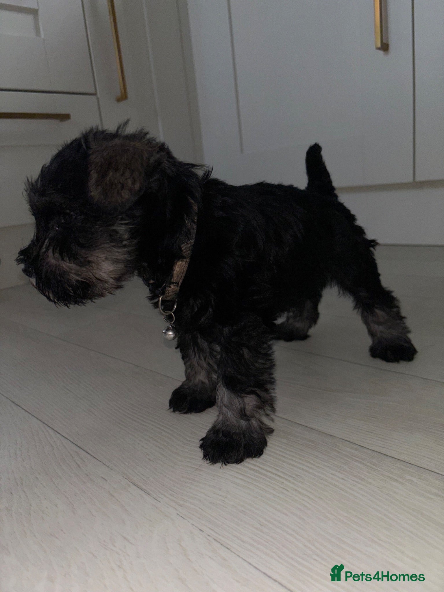 Miniature Schnauzer dogs 💕Adorable miniature schnauzer puppies💕 - Advert 2