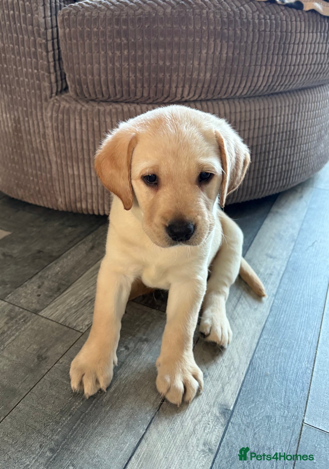 Labrador Retriever dogs for sale: Stunning litter of Labrador puppies - Advert 4