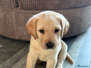 Labrador Retriever dogs Stunning litter of Labrador puppies - Advert 11