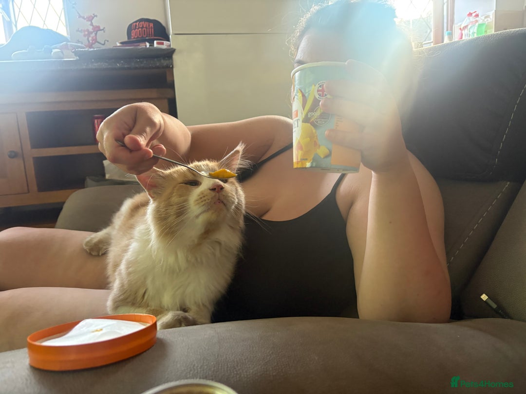 Maine Coon cats for stud: Apollo, Stud ready to find a Queen - Image 3