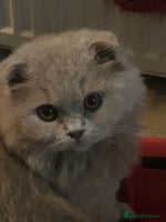 Scottish Fold cats 🩷Scottish fold kittens Ready Now 🩷 - Advert 2