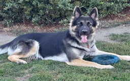 German Shepherd dogs for sale: German shepherd puppies  - Image 7