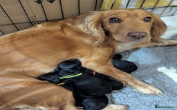 Cockapoo dogs for sale: Cockapoo - Advert 1