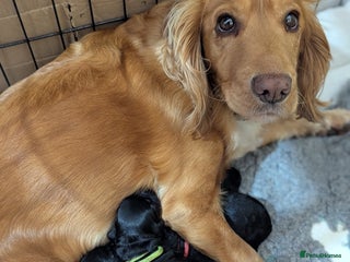 Cockapoo dogs Cockapoo - Advert 1