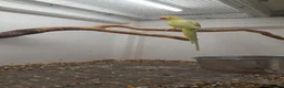 Ringnecks birds for sale: Breeding pairs of Indian ringnecks  - Advert 5