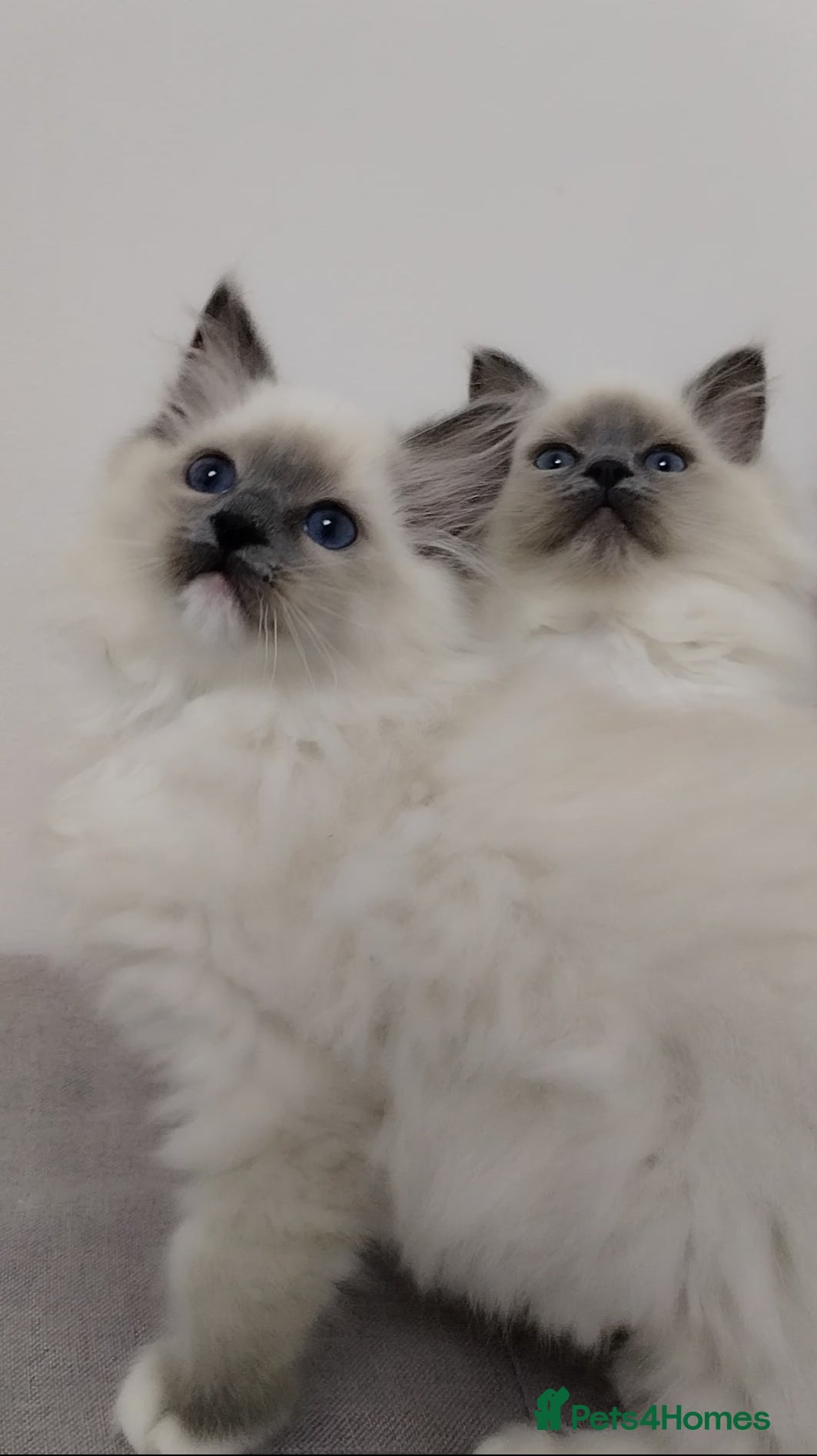 Ragdoll cats 💕Ragdoll kittens Tica registered  - Advert 5