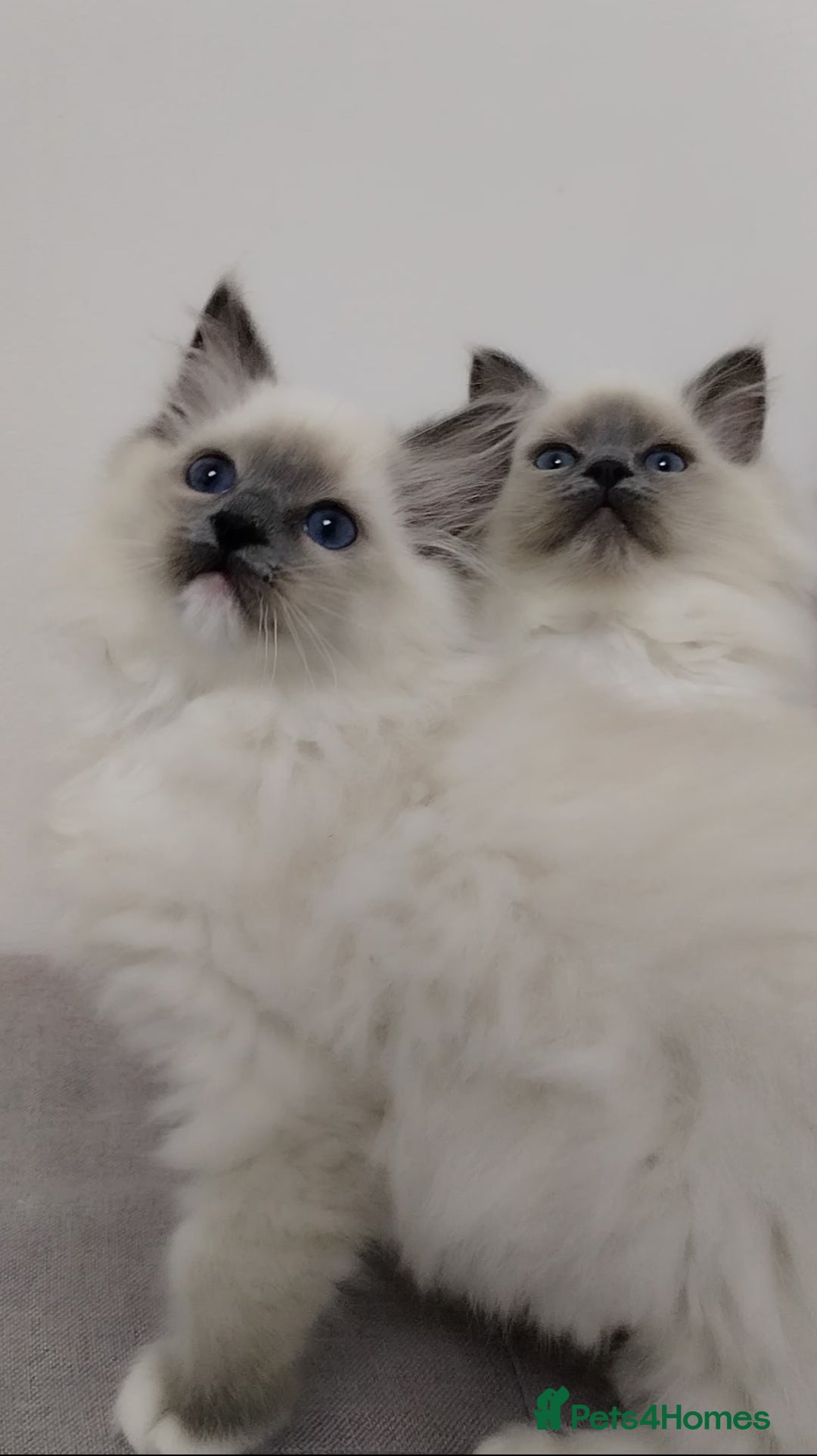 Ragdoll cats for sale: 💕Female Ragdoll kitten TICA registered  - Advert 4