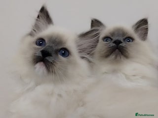 Ragdoll cats 💕Ragdoll kittens Tica registered - Advert 1