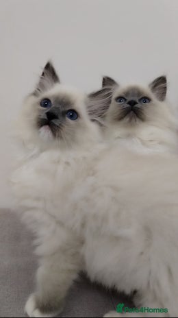 Ragdoll cats 💕Ragdoll kittens Tica registered - Advert 2