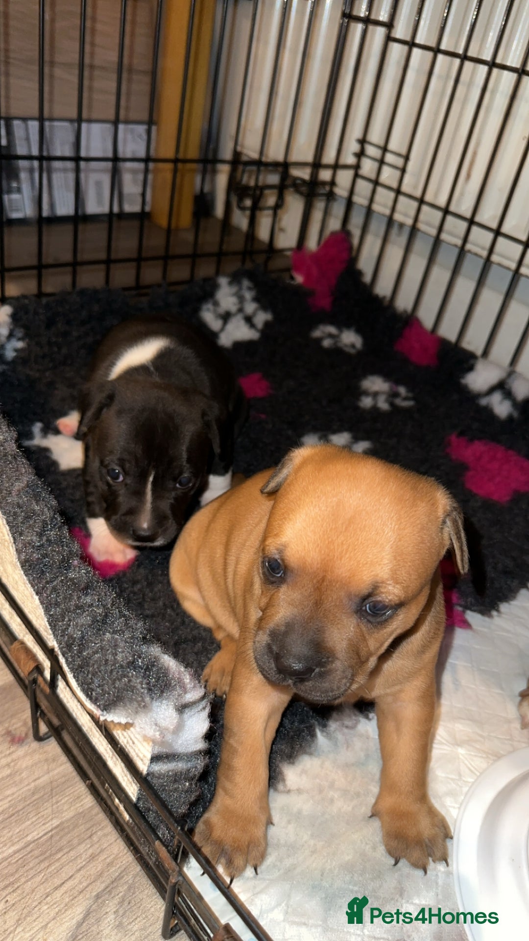 Staffordshire Bull Terrier dogs for sale: Stunning chunky puppies  - Advert 3