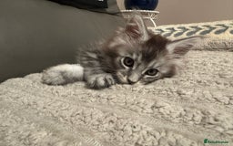Maine Coon cats for sale: 1 beautiful Male kitten left - Image 9