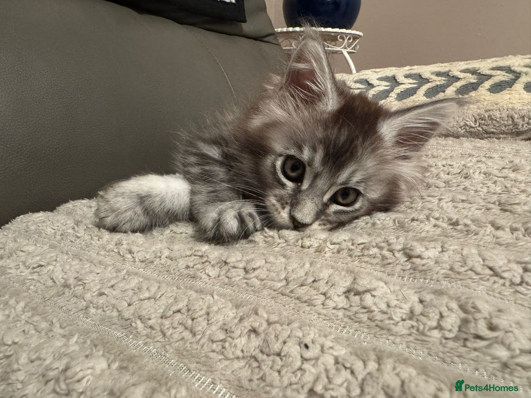 Maine Coon cats for sale: 1 beautiful Male kitten left - Image 9