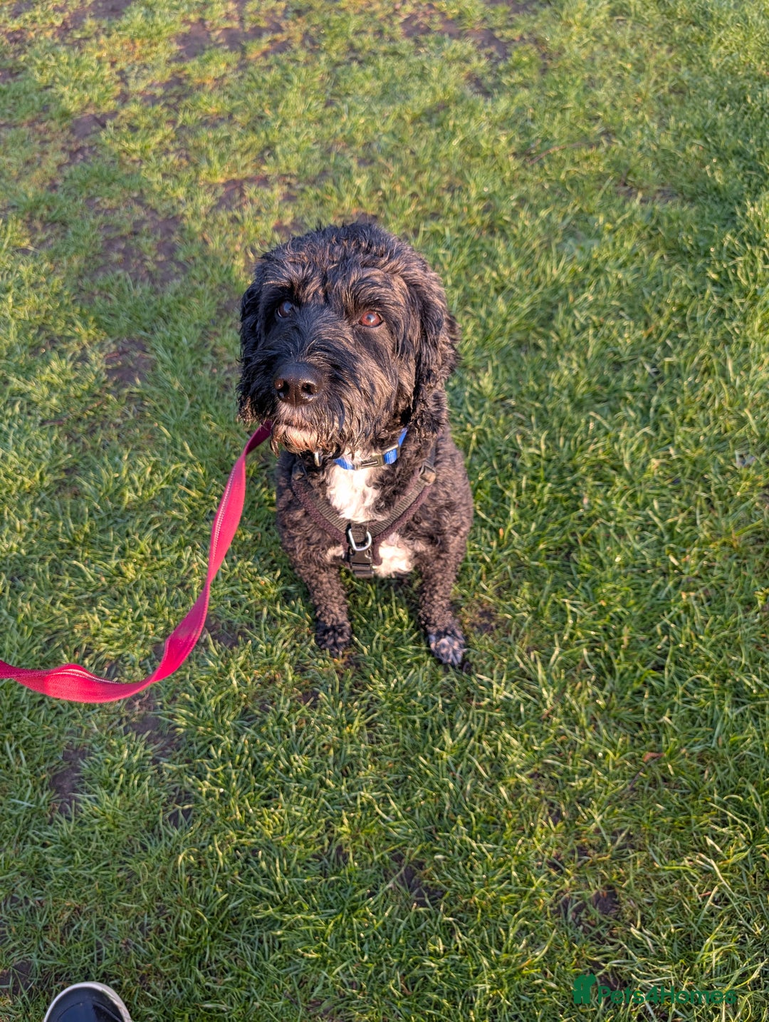 Mixed Breed dogs for sale: Looking for active couple/person with no kids/cats - Image 2