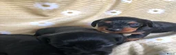 Doxiepoo dogs for sale: F1 daxiepoo puppies  - Advert 13