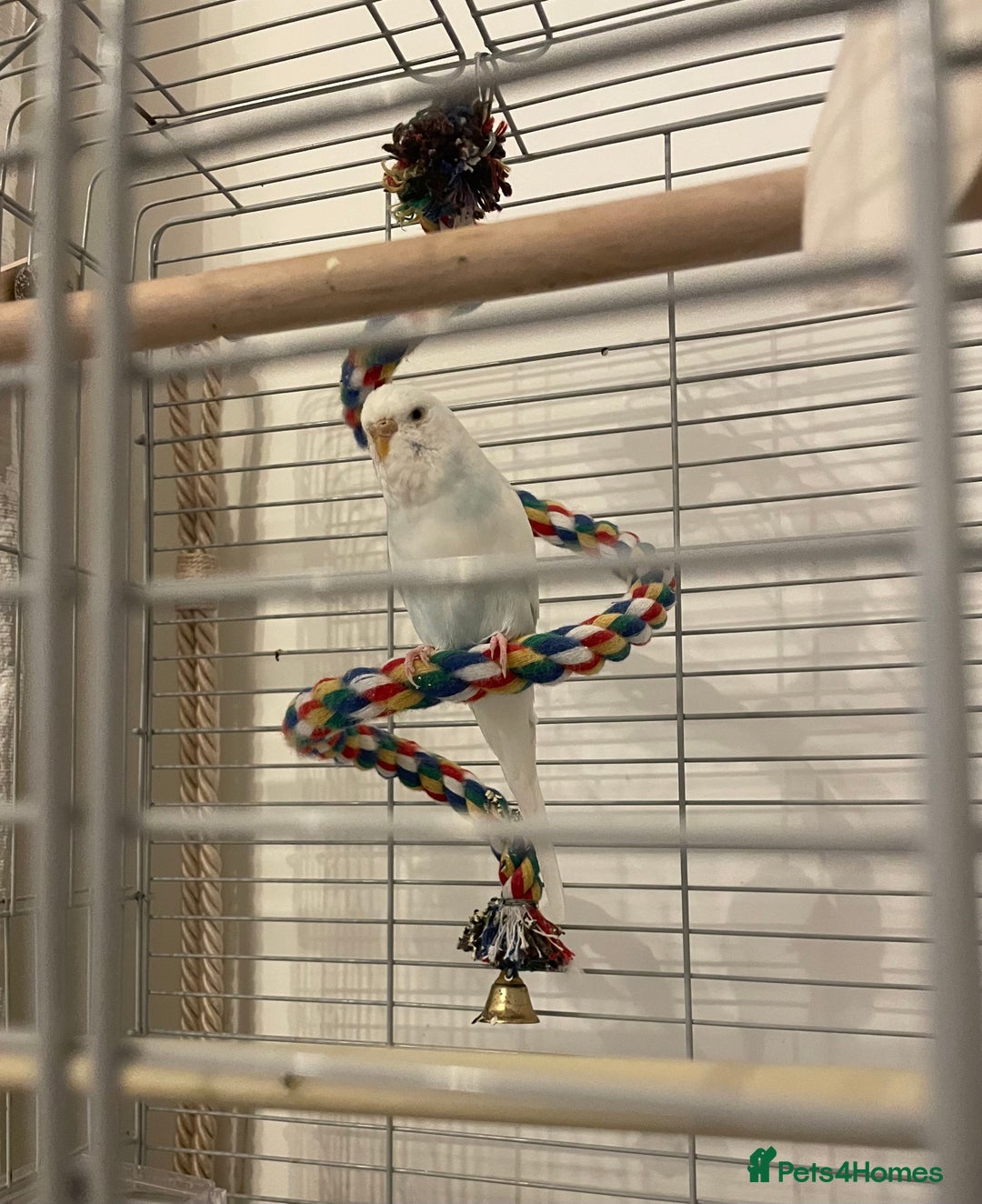 Budgerigars birds for sale: Budgie & Cage – Loving Home Wanted 🤍 - Advert 6