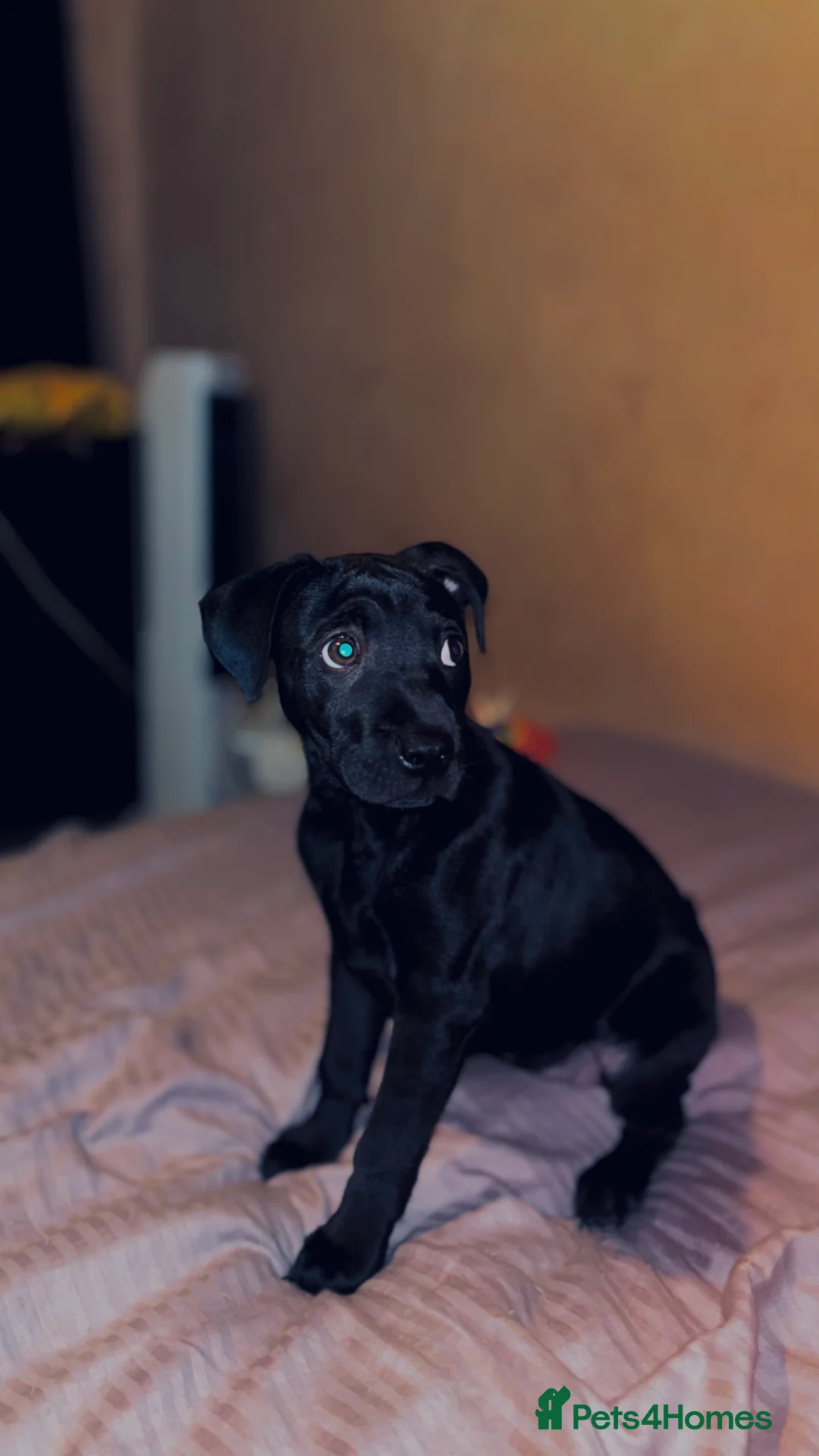 Mixed Breed dogs for sale: Sharpei/ cane corso staff puppy - Advert 1