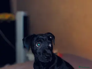 Mixed Breed dogs Sharpei/ cane corso staff puppy - Advert 1