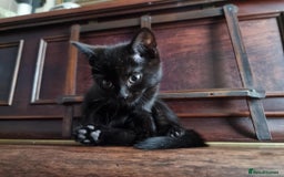 Mixed Breed cats for sale: Two black beauty  - Image 6