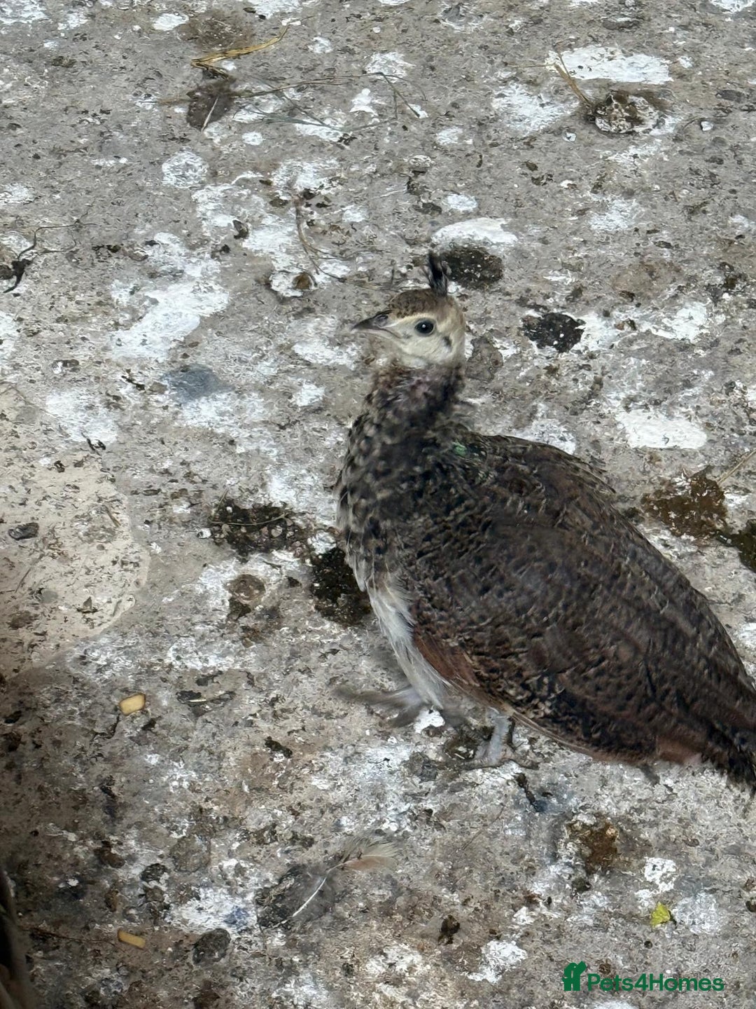 Peafowl poultry for sale: Mixed peafowl 10 weeks old  - Image 11