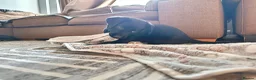 Mixed Breed dogs for sale: Red fox Labrador x Akita X GSD  in Cirencester - Advert 9