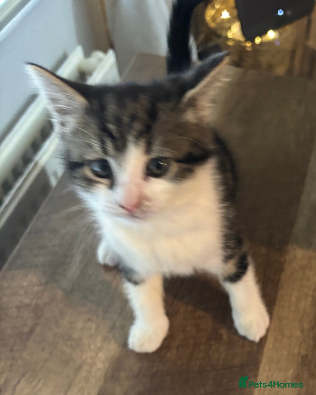 Mixed Breed cats for sale: Adorable male kittens for sale  - Advert 2