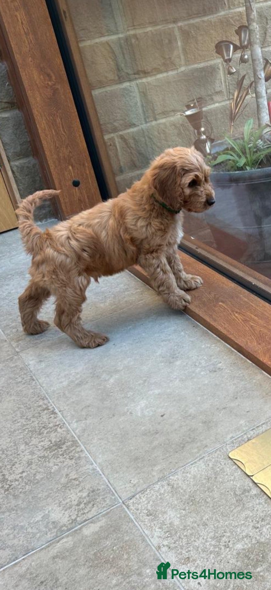 Cockapoo dogs for sale: 2 cockapoo boys Available  - Advert 2