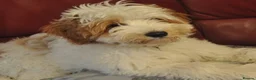Australian Labradoodle dogs for sale: Genuine Australian Labradoodles - Advert 12