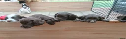 Sprocker dogs for sale: Beautiful Sprocker puppies for sale - Advert 6