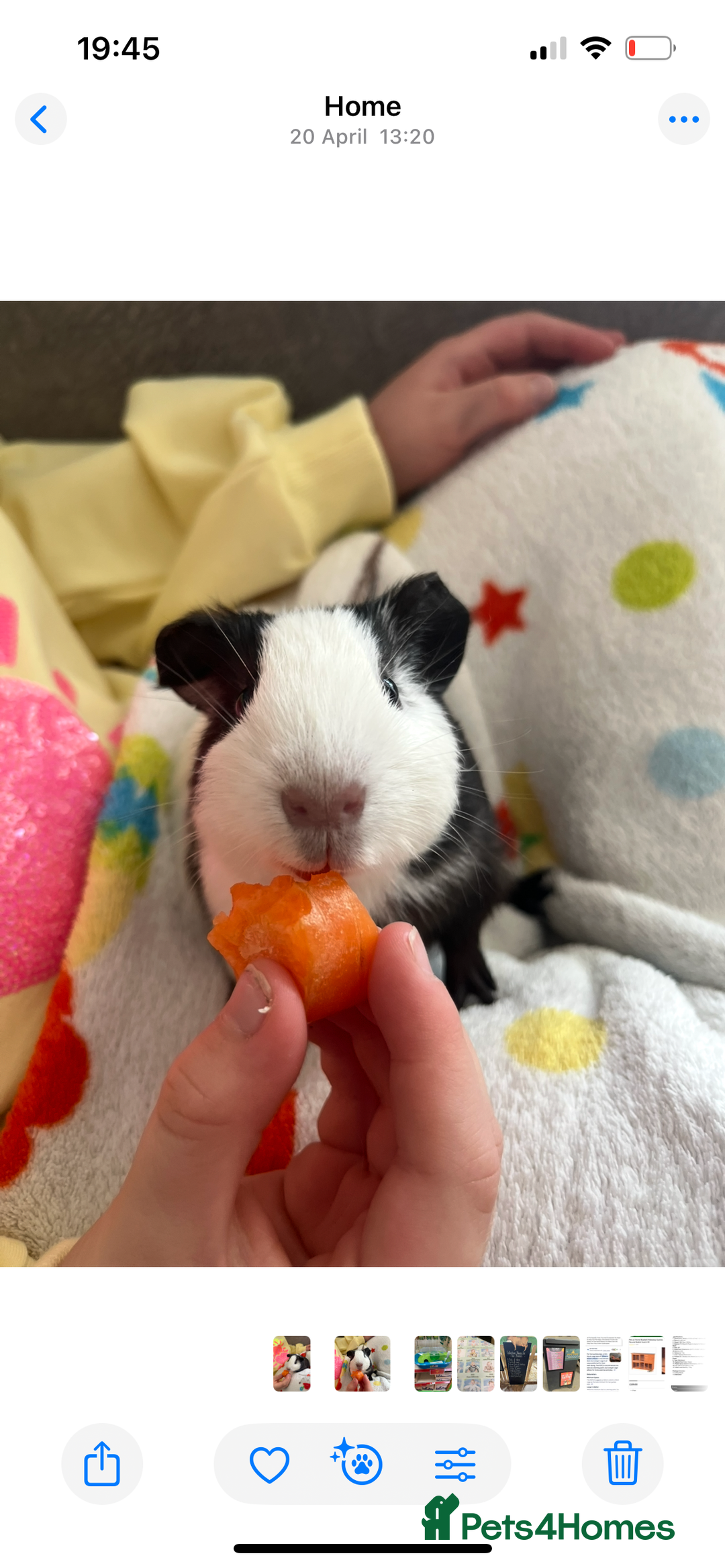 Guinea Pig rodents for sale: Two Guinea Pig Males - Image 1