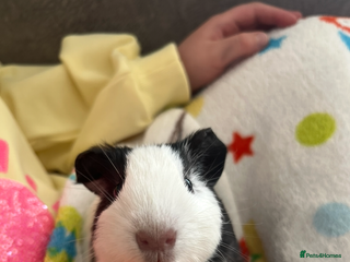 Guinea Pig rodents for sale - Advert 1