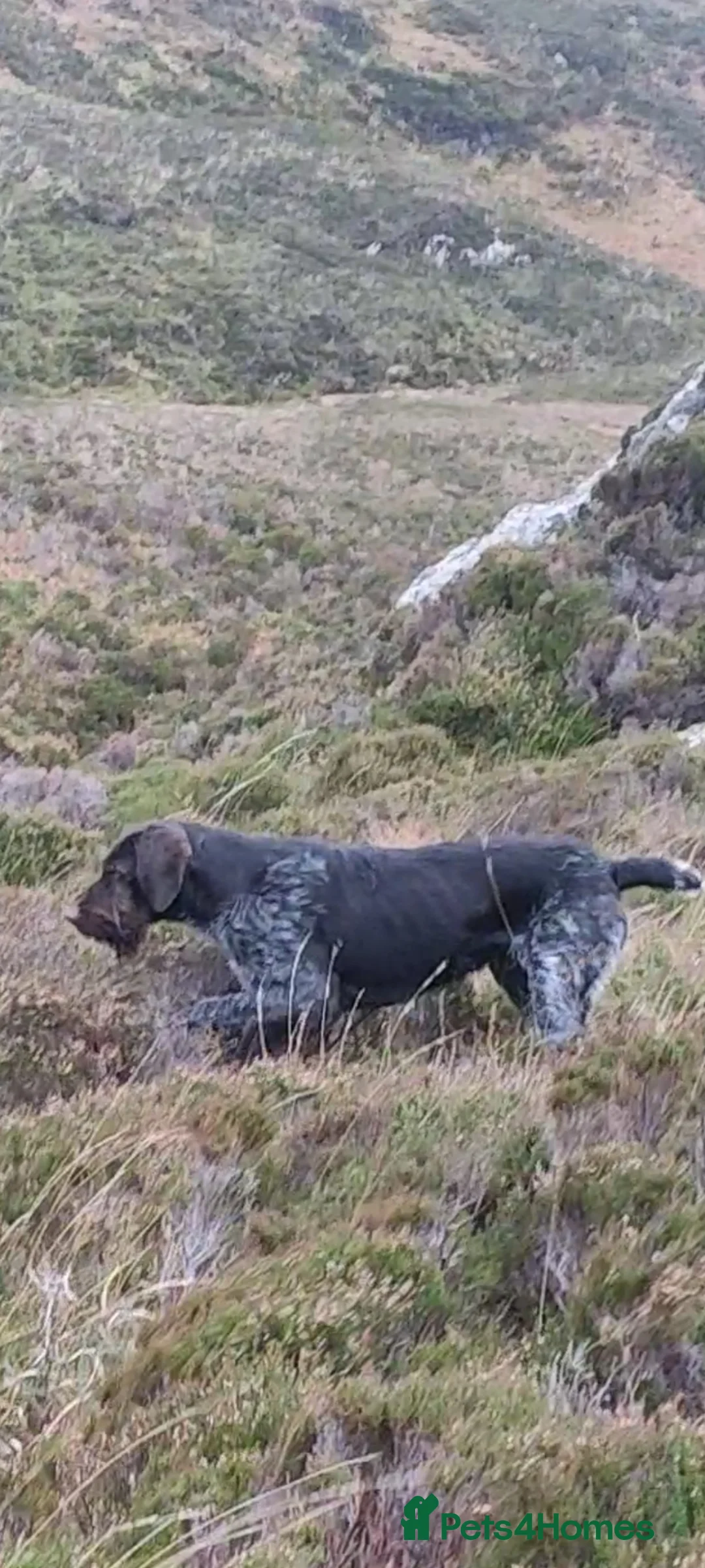 German Wirehaired Pointer dogs for sale: German pointer cross lab (backcross) in Isle of North Uist - Advert 1