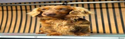 Miniature Dachshund dogs for sale: True Long Hair Minature Dachshund  - Advert 14