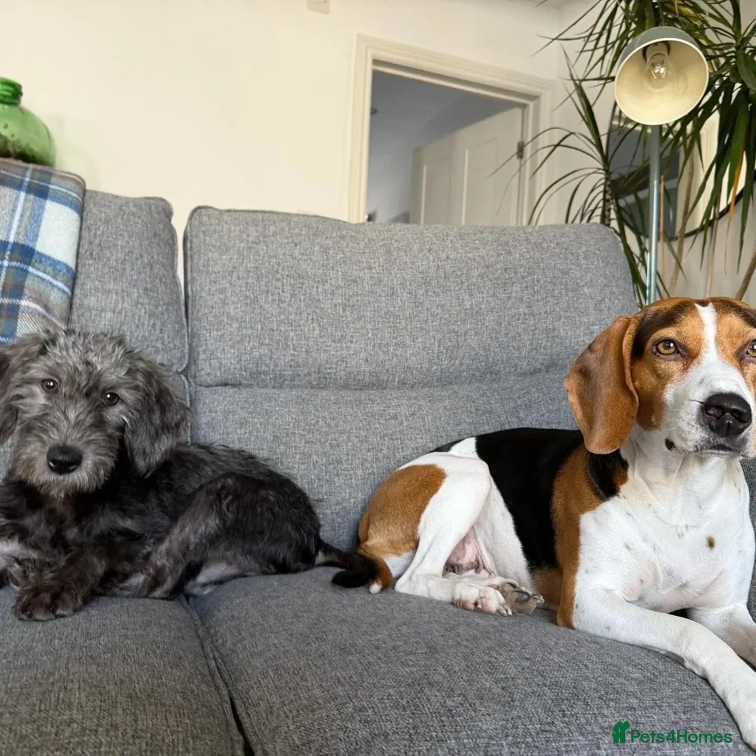Mixed Breed dogs for adoption: Sammy (Hound/Terrier mix) - Image 9
