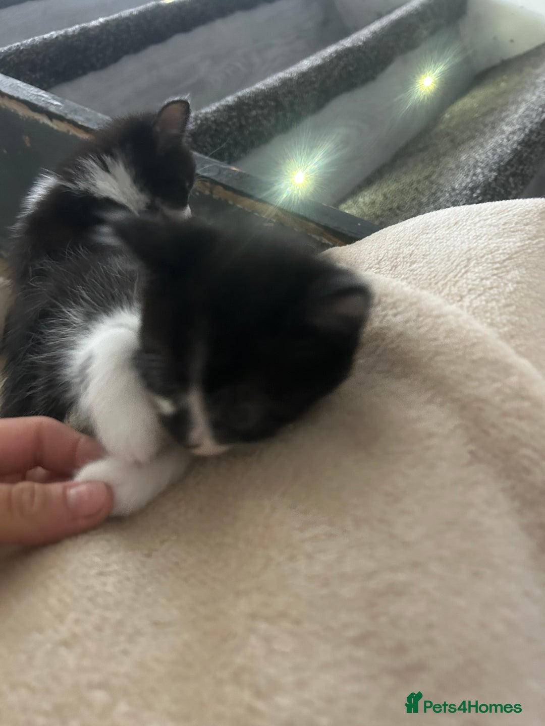Mixed Breed cats for sale: Beautiful marking very fluffy  - Image 36