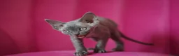 Devon Rex cats for sale: ❤️ Pure Line Devon Rex Kittens Available ❤️ - Advert 10