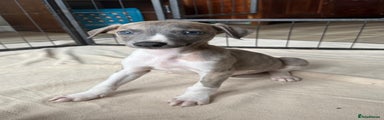 Whippet Puppy 6