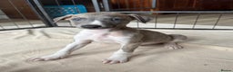 Whippet dogs for sale: Gorgeous whippet puppies for sale - Advert 8