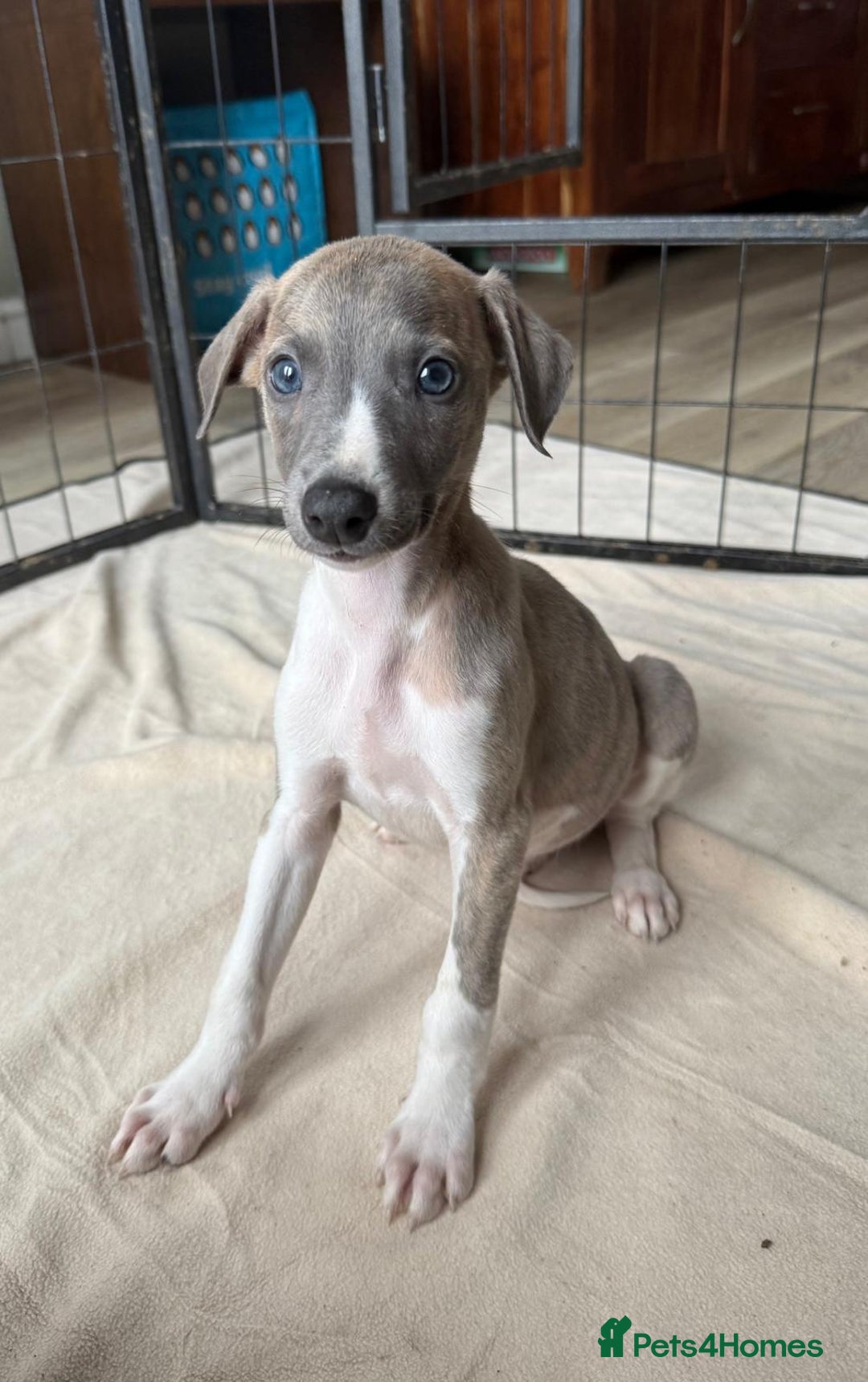 Whippet dogs for sale: Gorgeous whippet puppies for sale - Advert 8