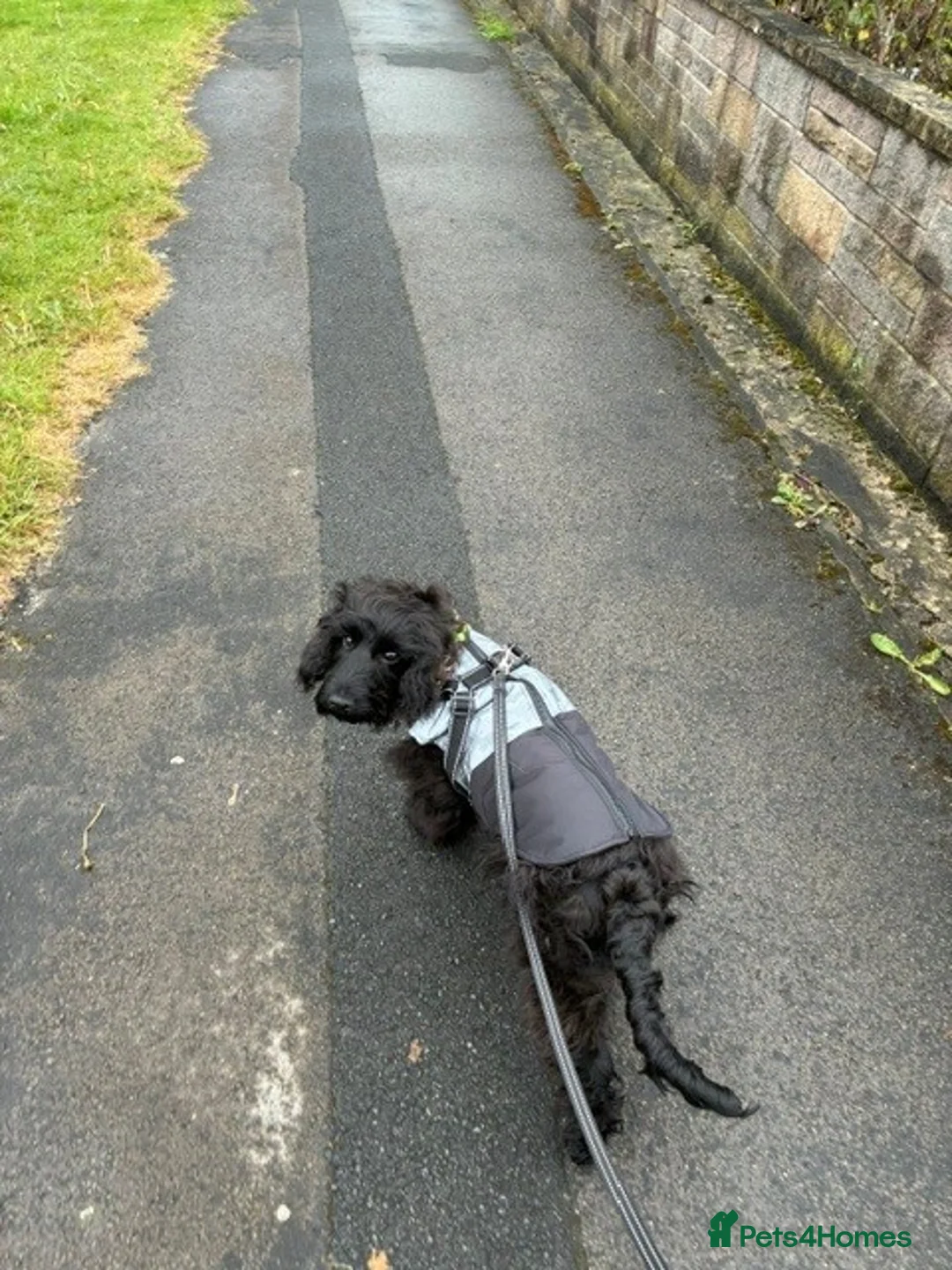 Cocker Spaniel dogs for sale: Indiana - beautiful male puppy - Advert 12
