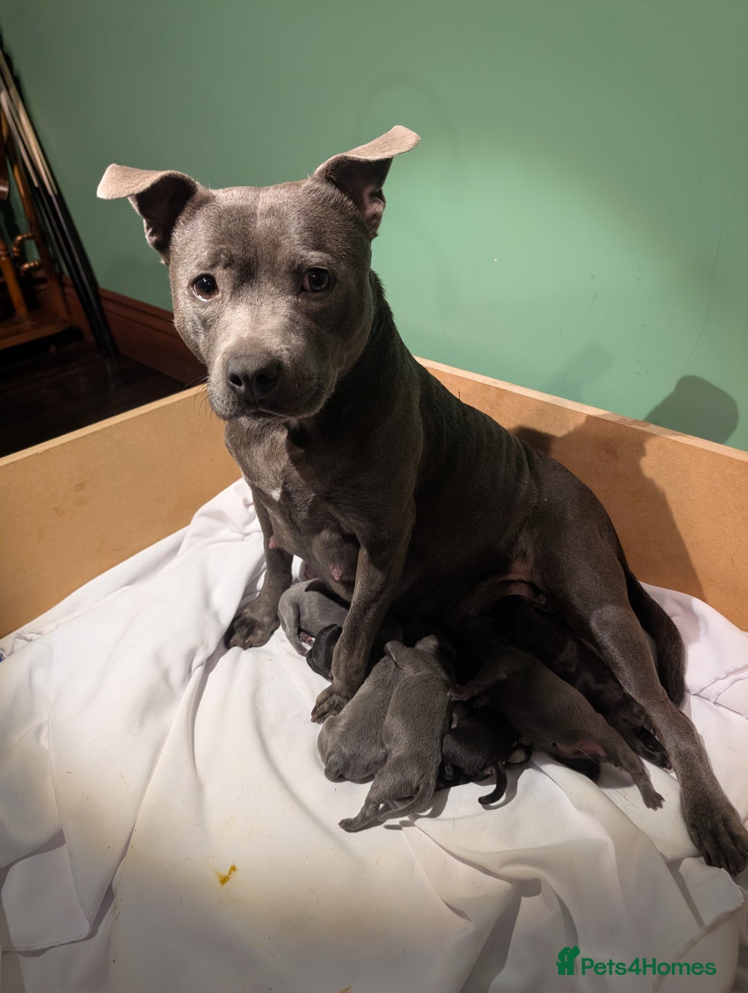 Staffordshire Bull Terrier dogs for sale: Ms/Mister - Image 28