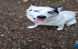 Mixed Breed dogs for sale: Dalsky looking for forever home - Image 6