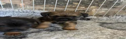Border Terrier dogs for sale: Border terriers - Advert 6