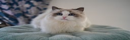 Ragdoll cats for sale: TICA register seal bicolor boy - Advert 4