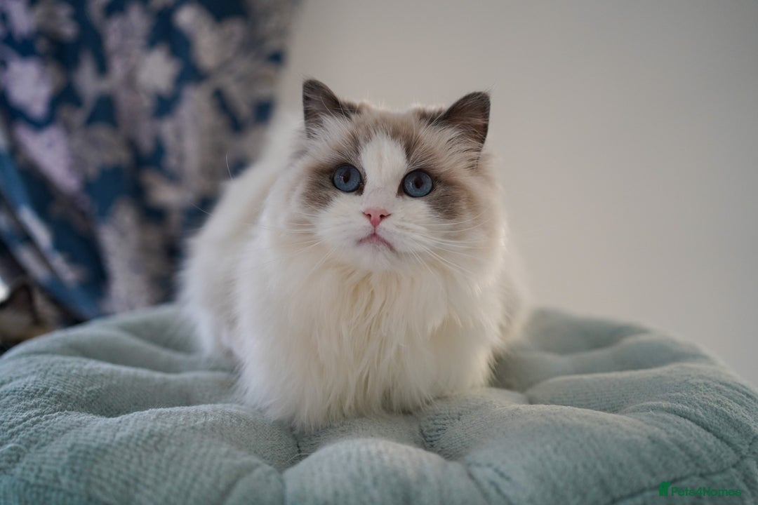 Ragdoll cats for sale: TICA register seal bicolor boy - Image 7