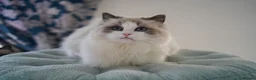 Ragdoll cats for sale: TICA register seal bicolor boy - Advert 2
