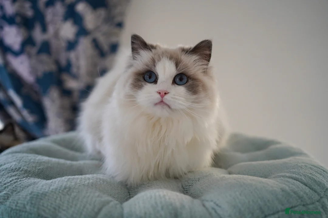 Ragdoll cats for sale: TICA register seal bicolor boy - Advert 2