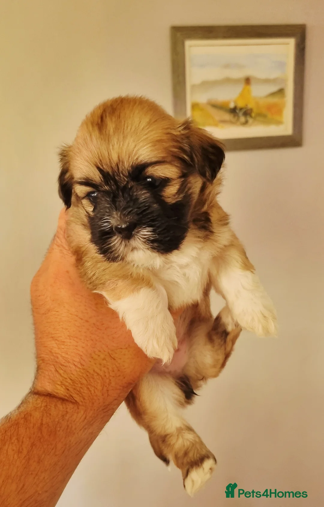 Lhasa Apso dogs for sale: Adorable Lhasa Apso Puppies  - Advert 29